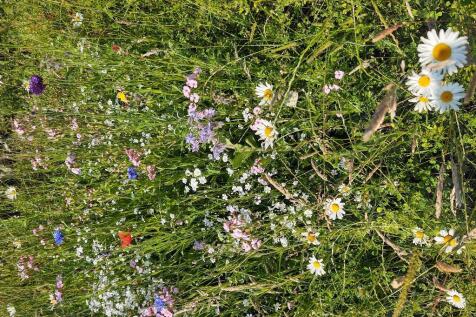 Wildflower Meadow