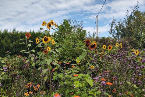 Flower Garden