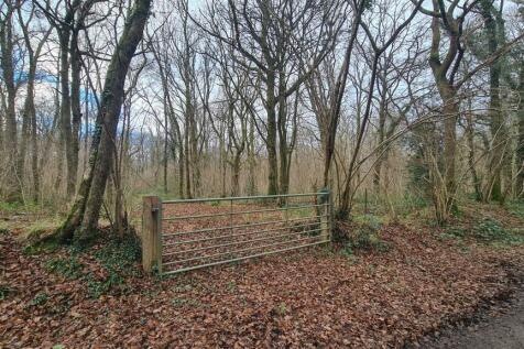 Woodland at High Loxley