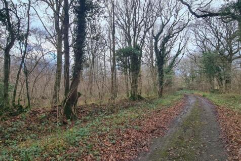 Woodland at High Loxley