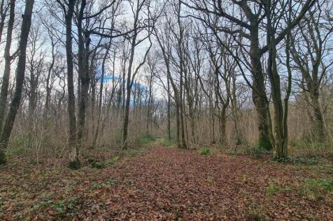 Woodland at High Loxley