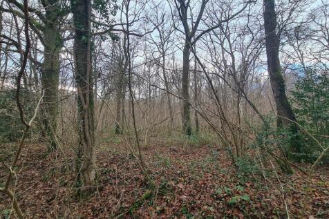 Woodland at High Loxley