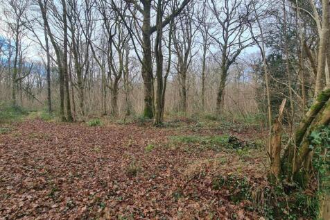 Woodland at High Loxley