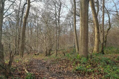 Woodland at High Loxley
