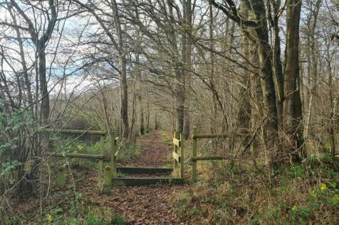 Woodland at High Loxley