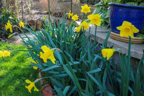 Rear Garden.