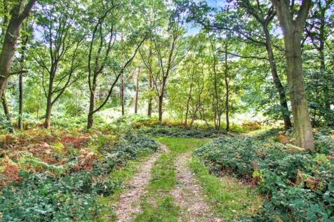 Forest Glade