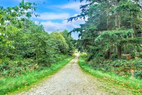 Forest Walks