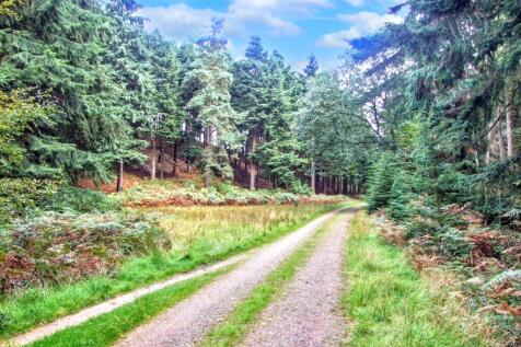Forest Walks