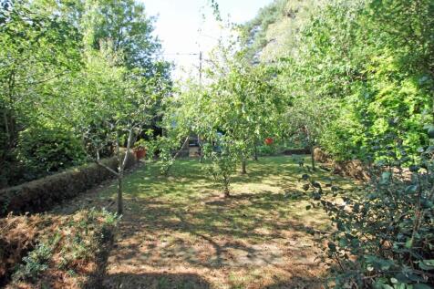 Apple trees