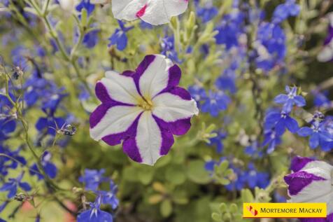 16_57105_watermarked.jpg