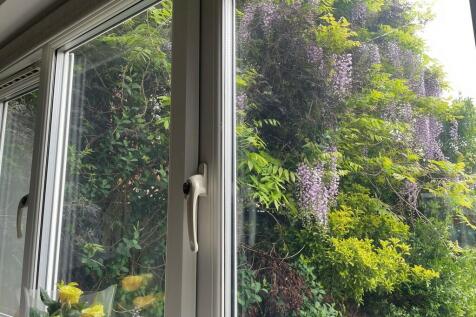 Wisteria Photo 6 ...