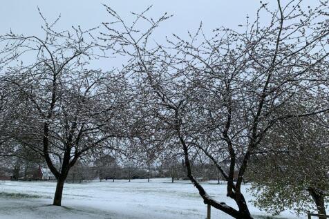 Snowy Meadow