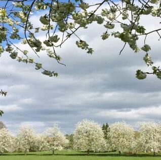 Meadow View