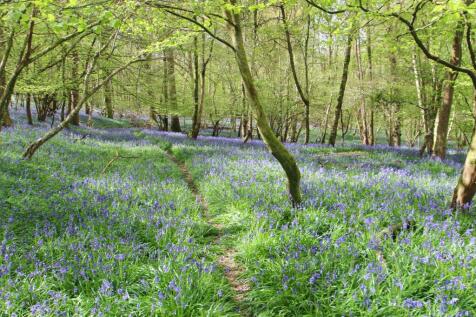 woodland and bluebells