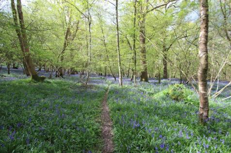 woodland and bluebells