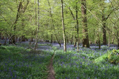 woodland and bluebells