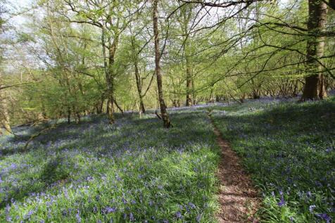 woodland and bluebells