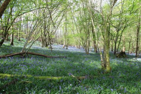 woodland and bluebells
