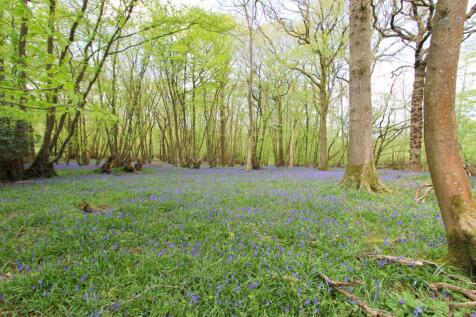 woodland and bluebells