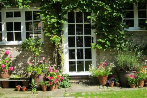 Grape Vines