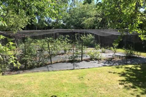 Vegetable patch 1.JPG