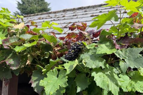 Grapes 1.JPG