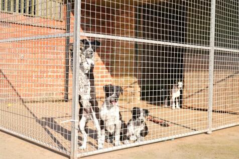 Future Sheepdogs