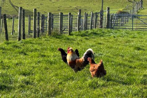 Hens