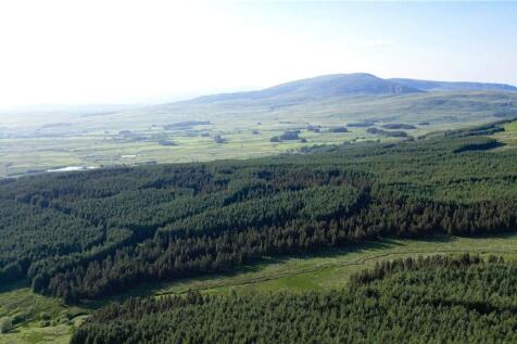 Conifer Forest North
