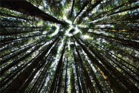Standing Timber