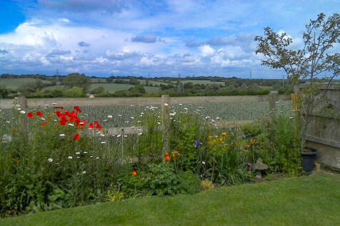 poppies and daisy...