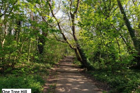 One Tree Hill 2.jpg