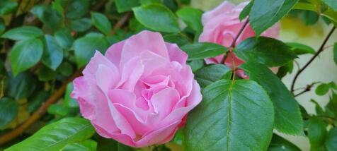 Photo 44