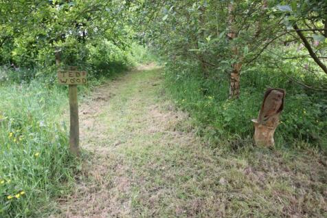 woodland path