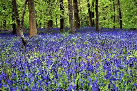 Nearby Bluebell wood