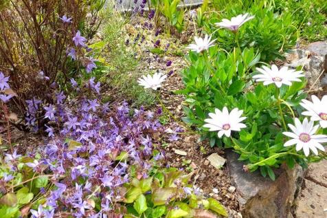 Flower Bed