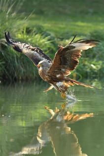 Osprey 4.jpg