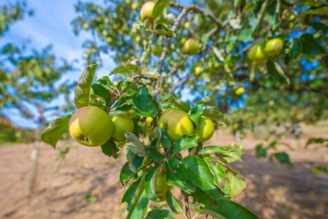 Orchard Trees