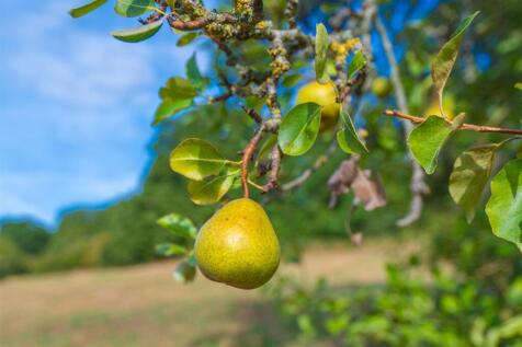 Orchard Trees