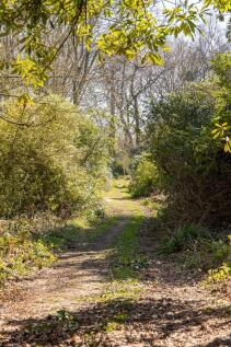 Woodland Walk