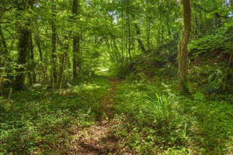 Woodland