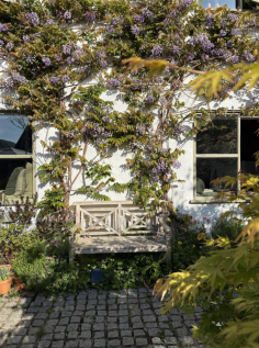 Summer Wisteria