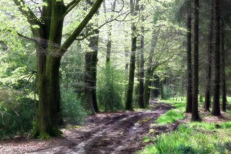 Trees in wood.jpg