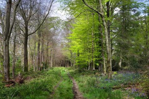 Woods 1.jpg