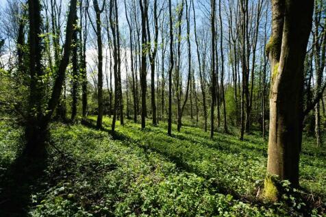 Woodland