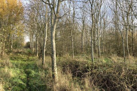 Woods