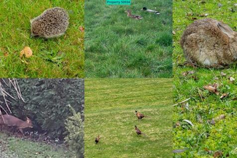 Some of the wildlife found regularly in your groun