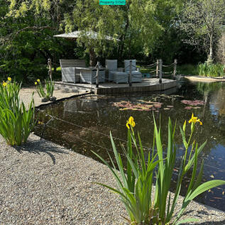 Pond