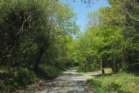 The lower site driveway bordered by oak trees